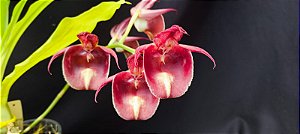 Catasetum Durval Ferreira lingua de sogra -  Adulta