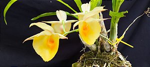 Catasetum Expansum x Pileatum Amarelo -  Adulta