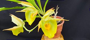Catasetum Expansum x Pileatum Amarelo -  Adulta