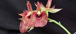 Catasetum ( João Stivali x Pileatum ) x Susan Fuchs -  Adulta