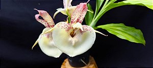 Catasetum Penang claro -  Adulta