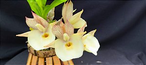 Catasetum ( Penang x Pileatum) na bolacha -  Adulta