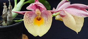 Catasetum ( Penang x Pileatum) -  Adulta