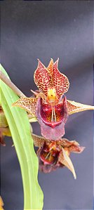 Catasetum Dante prayer x Pileatum -  Adulta