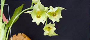 Catasetum DF Adriana Feitoza - Albina  -  Adulta