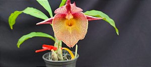 Catasetum Dragon theet x pileatum  -  Adulta-2