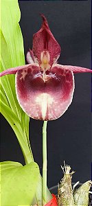 Catasetum Durval Ferreira linga de sogra red  -  Adulta -2