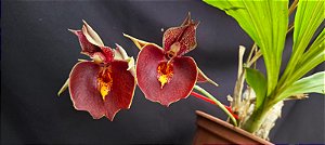 Catasetum Jhon Burchet x Joao Stivali  -  Adulta