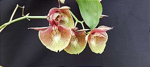 Catasetum Joao Stivali rosa Pintalgada