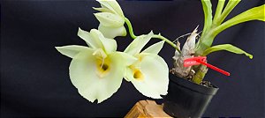 Catasetum Joao Stivali Albo miolo amarelo-  adulto