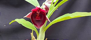 Catasetum Joao Stivali Rubro -  adulto