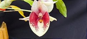 Catasetum Joao Stivali Fantasia -  adulto