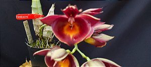 Catasetum Joao Stivali red x miolo amarelo -  adulto