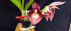 Catasetum Ouro verde x Pileatum x Joao Stivali  -  adulto
