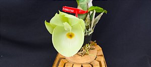 Catasetum Pileatum albino - miolo amarelo  -  adulto-2