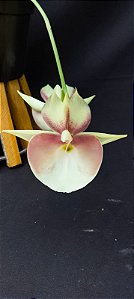 Catasetum Pileatum albino x Pileatum imperialis - labelo perfeito  -  adulto