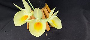 Catasetum Pileatum Aurantiacum -Raro -  adulto
