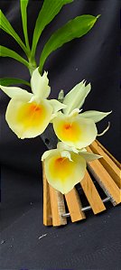 Catasetum Pileatum Aurantiacum -Raro -  adulto-3