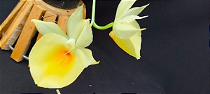 Catasetum Pileatum Aurantiacum -Raro -  adulto-4