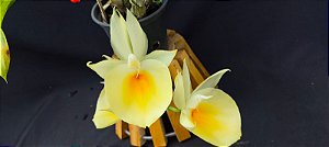 Catasetum Pileatum Aurantiacum -Raro -  adulto-5