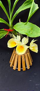 Catasetum Pileatum Aurantiacum -Raro -  adulto-6
