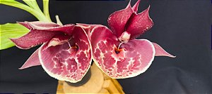 Catasetum Pileatum x Pileatum imperialis - adulto - 2