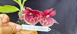 Catasetum Pileatum x Pileatum imperialis - adulto - 3