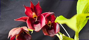Catasetum Saccatum x Jhon Burchet - adulto
