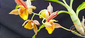 Catasetum Saccatum x macrocarpum - adulto