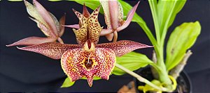 Catasetum Saccatum x Pileatum x Susan Fuchs - adulto