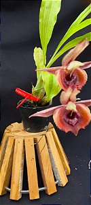 Catasetum Saccatum x Pileatum  - adulto