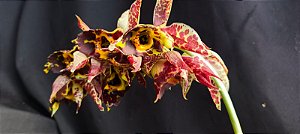 Catasetum Sanguineum x Dante Prayer  - adulto