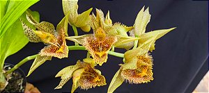Catasetum Schimitianum x pileatum  - adulto