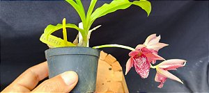 Catasetum Stephem moffit x Denticulatum  - adulto