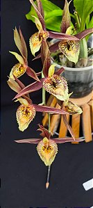 Catasetum Sucubus - adulto -1