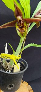 Catasetum Sucubus - adulto -2
