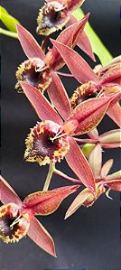 Catasetum Sucubus - adulto -3