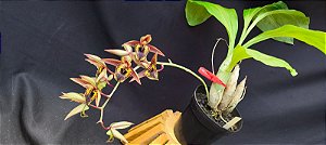 Catasetum Sucubus - adulto -5