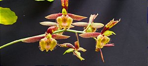 Catasetum Sucubus - adulto -6