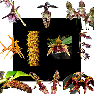 Kit de 10 Orquídeas Bulbophyllum - Codígo 1012