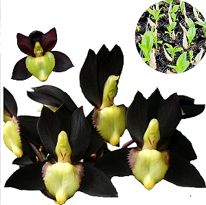 Orquidea Catasetum Tenebrosum - Muda