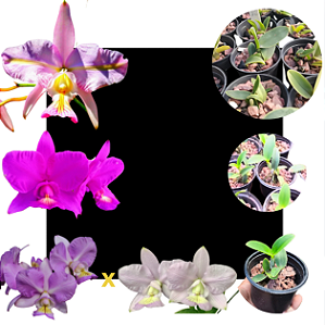 Kit De 3 Cattleya Nobilior Premium - Cod 01
