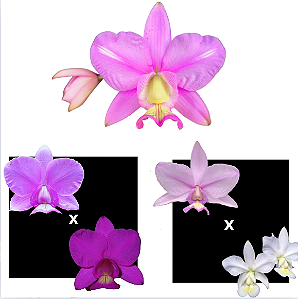 KIT 3 ORQUIDEAS CATTLEYA NOBILIOR MUDAS - COD 10101