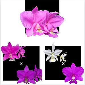 KIT 3 ORQUIDEAS CATTLEYA NOBILIOR MUDAS - COD 10102