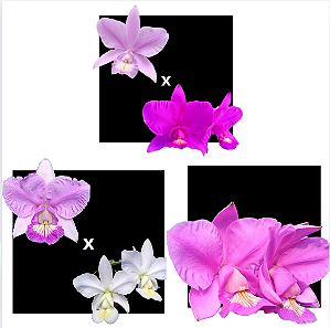 KIT 3 ORQUIDEAS CATTLEYA NOBILIOR MUDAS - COD 10103