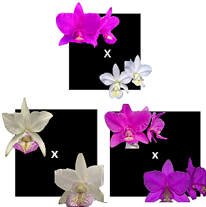 KIT 3 ORQUIDEAS CATTLEYA NOBILIOR MUDAS - COD 10105