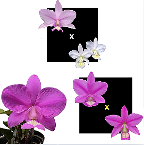 KIT 3 ORQUIDEAS CATTLEYA NOBILIOR MUDAS - COD 10106