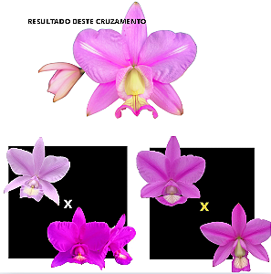 KIT 3 ORQUIDEAS CATTLEYA NOBILIOR MUDAS - COD 10107