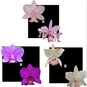 KIT 3 ORQUIDEAS CATTLEYA NOBILIOR MUDAS - COD 10108