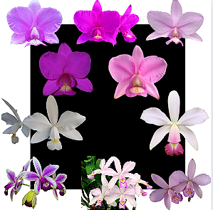 Kit 10 Orquideas Cattleya Nobilior e Cattleya Violacea